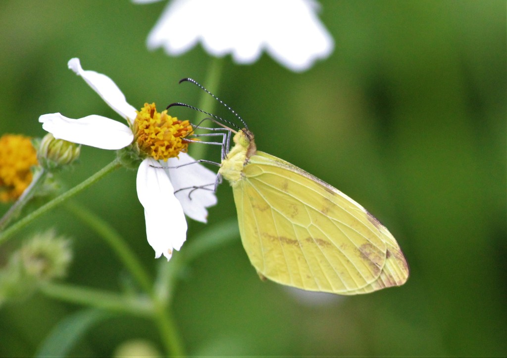 De la Maza's Mimic-White