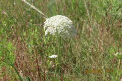 Daucus carota