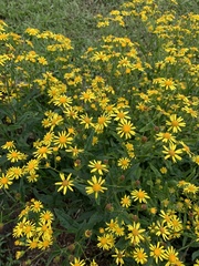 Senecio grisebachii