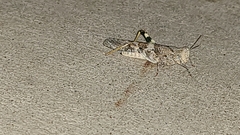 Trimerotropis pallidipennis