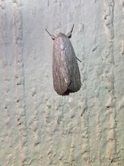 Oncocnemidinae