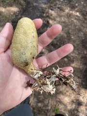 Rhopalogaster transversarius