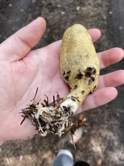 Rhopalogaster transversarius