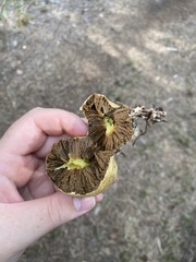 Rhopalogaster transversarius