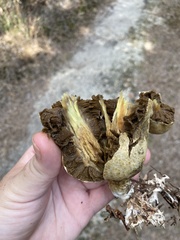 Rhopalogaster transversarius