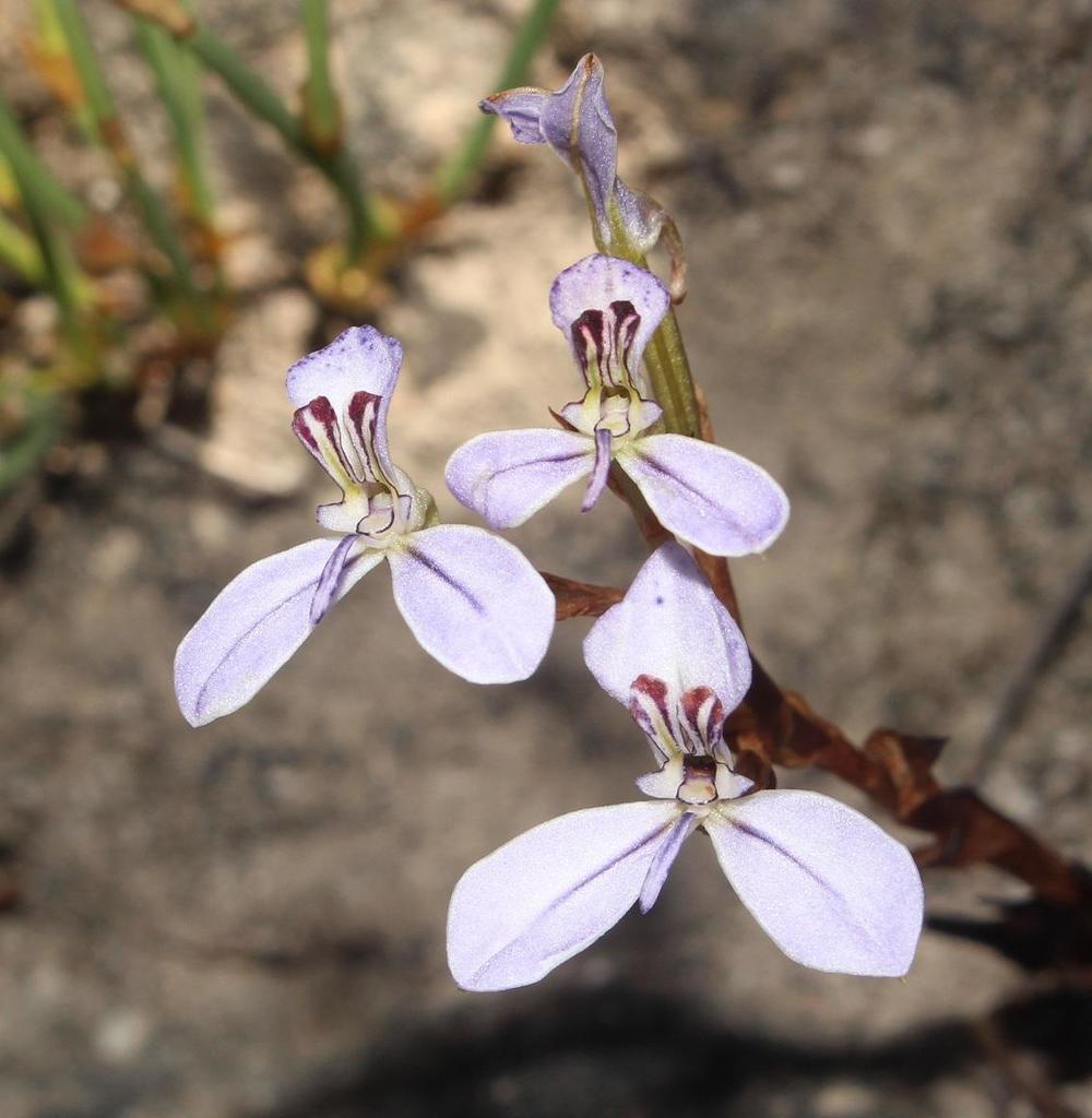Disa sagittalis