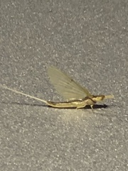 Pentagenia vittigera