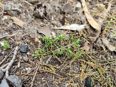 Crassula decumbens