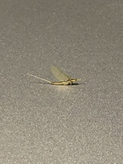 Pentagenia vittigera