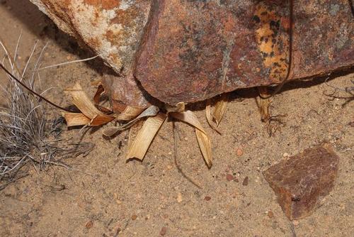 Drimia ecklonii