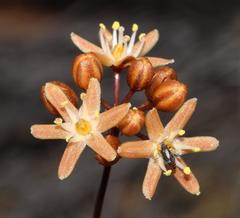 Drimia ecklonii