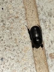 Euetheola
