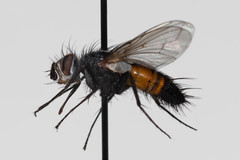 Aphria ocypterata