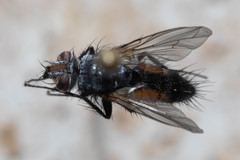 Aphria ocypterata