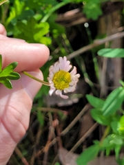 Brachyscome willisii