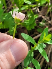 Brachyscome willisii