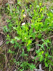 Brachyscome willisii