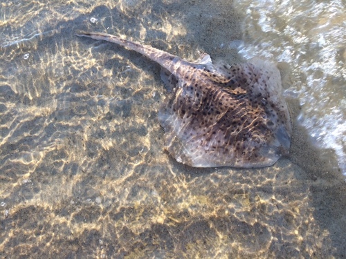 Little Skate, photo 5 of 8