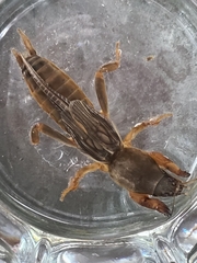 Neocurtilla
