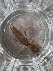 Neocurtilla