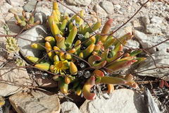 Glottiphyllum regium