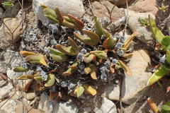 Glottiphyllum regium