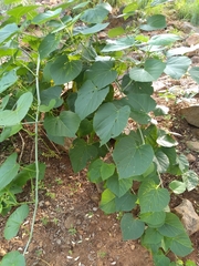 Cissus woodrowii