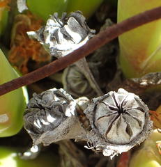 Glottiphyllum regium