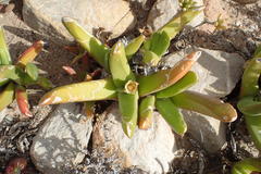 Glottiphyllum regium