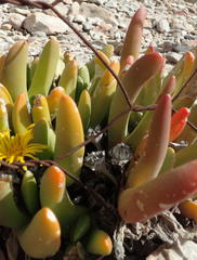 Glottiphyllum regium