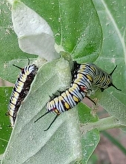 Danaus chrysippus