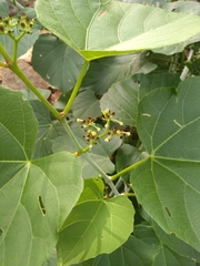 Cissus woodrowii