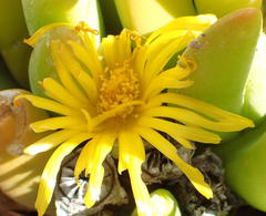 Glottiphyllum regium