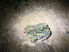 Odontophrynus
