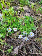 Brachyscome willisii