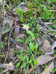 Brachyscome willisii