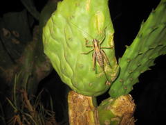 Arytropteris