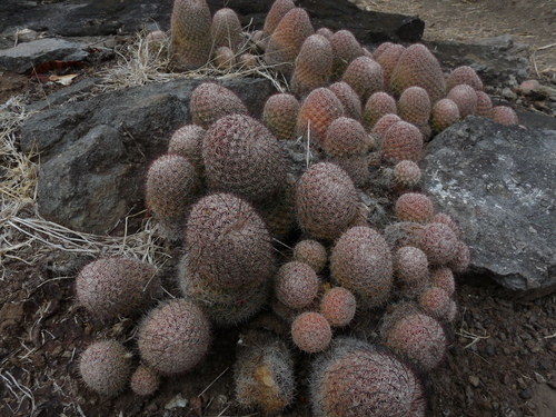 Image of Mammillaria beneckei by (c) Franceli Macedo, some rights reserved (CC BY)