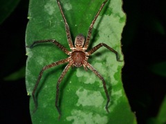 Heteropodinae