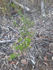 Cassinia arcuata