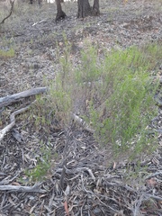 Cassinia arcuata