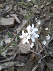 Philotheca verrucosa