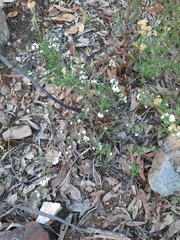 Philotheca verrucosa