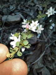 Philotheca verrucosa