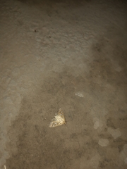 Diastictis