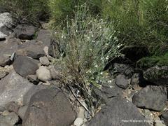 Gomphostigma virgatum