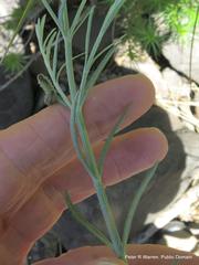 Gomphostigma virgatum