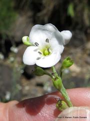 Gomphostigma virgatum