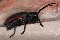 Ceroplesis ferrugator