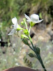 Gomphostigma virgatum